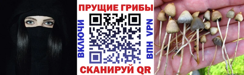 Псилоцибиновые грибы Psilocybe  KRAKEN ССЫЛКА  Темников  где найти наркотики 